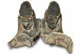 Woolly Mammoth Jaw Section w/ Molars - North Sea #298454-6